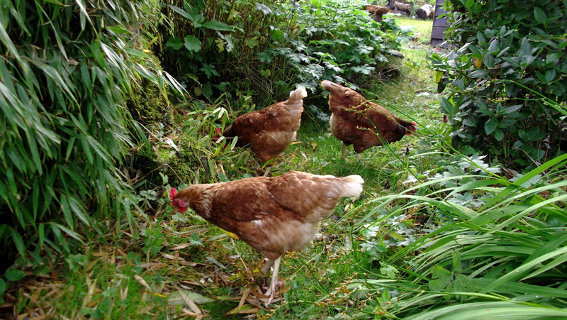 permaculture-chickensdsfs